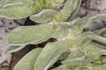 Godfrey's goldenaster